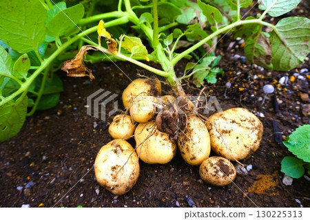 Potatoes, potato digging, potato digging, harvest 130225313