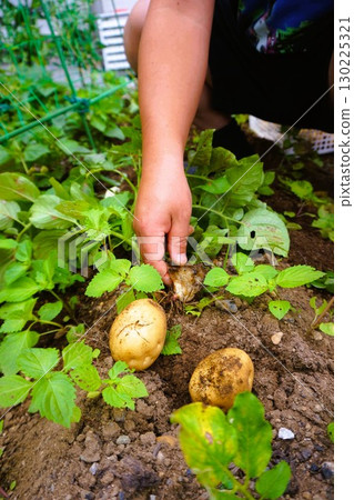 Potatoes, potato digging, potato digging, harvest Potatoes, potato digging, potato digging, harvest 130225321