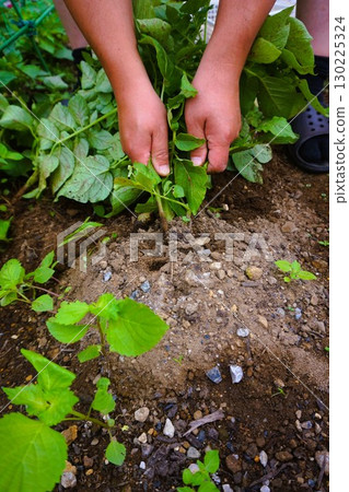 土豆，挖土豆，挖土豆，收穫 130225324