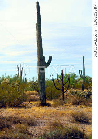 Landscape Sunny Day Sonoran Desert Arizona Landscape Sunny Day Sonoran Desert Arizona 130225397