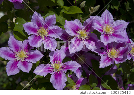 粉紅色的鐵線蓮花朵盛開。學名是鐵線蓮。 130225413