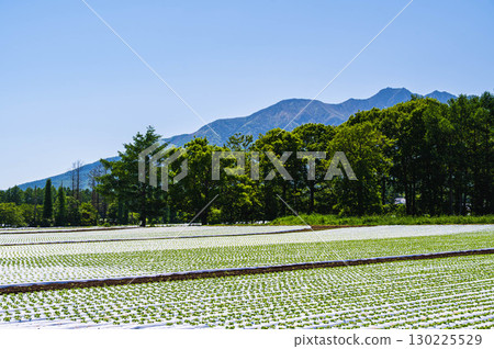 野美山高原的夏季生菜田 130225529
