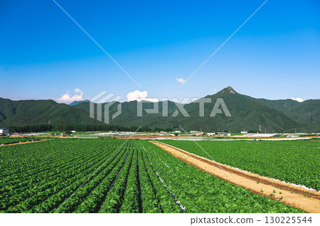 萵苣田和八岳、野邊山高原 130225544