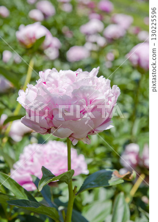 牡丹園裡粉紅牡丹盛開。 130225596