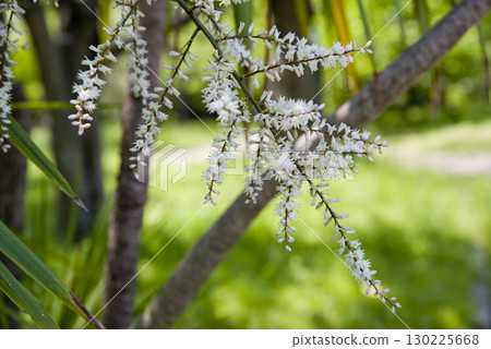 白色的龍血樹花開得正盛。學名是龍血樹。 130225668