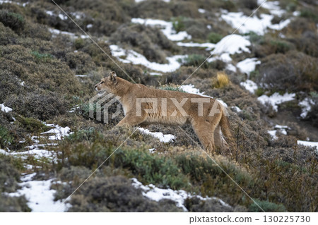 Puma walking in mountain environment, Torres del Paine National Park, Patagonia, Chile. 130225730