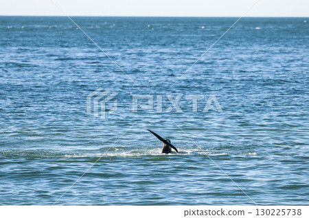 Killer whale hunting sea lions on the paragonian coast, Patagonia, Argentina Killer whale hunting sea lions on the paragonian coast, Patagonia, Argentina 130225738