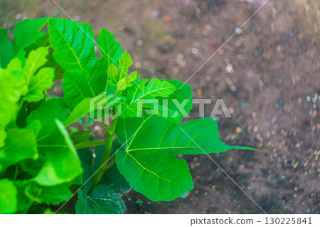 Young green fig tree branches with bright saturated large leaves against the background of a blurred gray background of the ground with bokeh and empty copy space. Natural spring seasonal photo 130225841