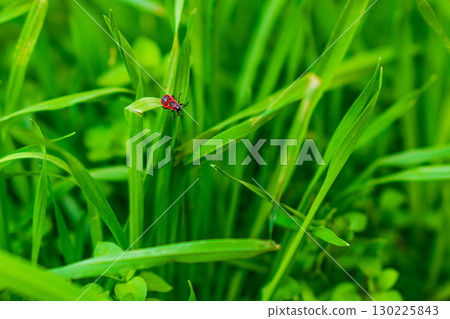 Insect red bug firefighter sits and moves between long leaves of green tall grass close-up. Nature shot of summer life Insect red bug firefighter sits and moves between long leaves of green tall grass close-up. Nature shot of summer life 130225843
