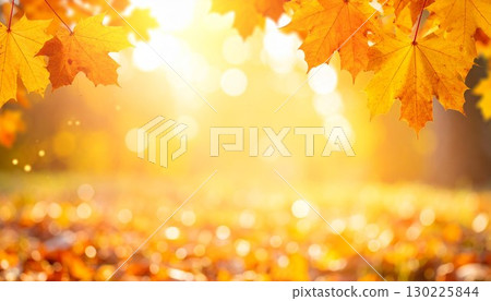 Autumn image: Maple leaf background image texture 130225844