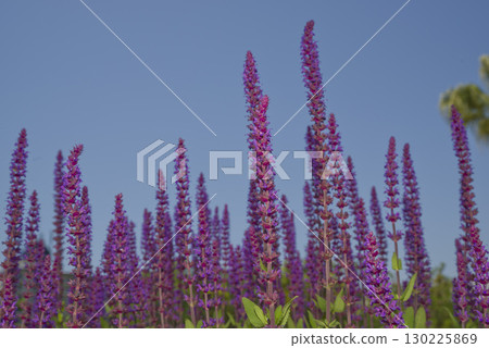 一株盛開著紫色花朵的「Salvia nemorosa」（全草鼠尾草）。學名是「Salvia nemorosa」。 130225869