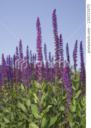 一株盛開著紫色花朵的「Salvia nemorosa」(全草鼠尾草)。學名是「Salvia nemorosa」。 一株盛開著紫色花朵的「Salvia nemorosa」(全草鼠尾草)。學名是「Salvia nemorosa」。 130225870