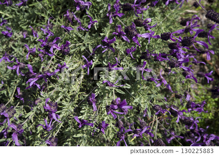 The name of this purple flower is French lavender. The scientific name is Lavandula stoechas. The name of this purple flower is French lavender. The scientific name is Lavandula stoechas. 130225883