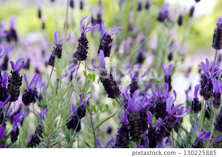 這朵紫色的花的名字是法國薰衣草。學名是Lavandula stoechas。 這朵紫色的花的名字是法國薰衣草。學名是Lavandula stoechas。 130225885