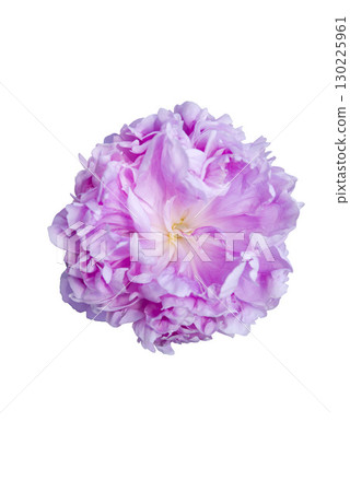 Pink peony flowers in front of a white background. 130225961