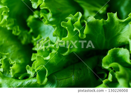 Fresh green lettuce leaves close up. High quality photo Fresh green lettuce leaves close up. High quality photo 130226008