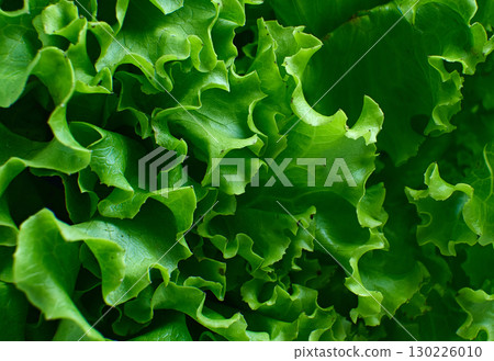 Fresh green lettuce leaves close up. High quality photo Fresh green lettuce leaves close up. High quality photo 130226010