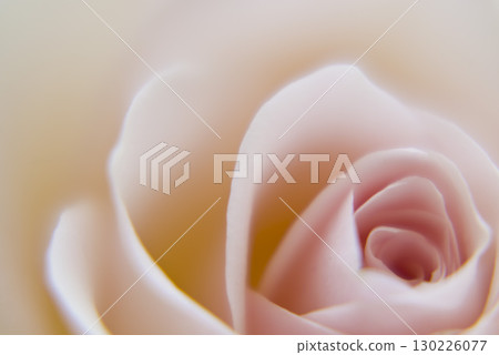 A close-up photo of a pale pink rose flower. 130226077