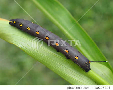 Costume sparrow 130226091