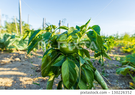 A vibrant green bell pepper grows among lush foliage in a sunny garden during the late spring harvest season 130226352