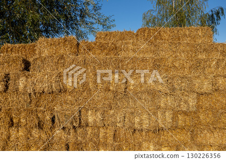 Large stacks of straw bales created an impressive wall against a bright blue sky in the late afternoon sunlight at a farm Large stacks of straw bales created an impressive wall against a bright blue sky in the late afternoon sunlight at a farm 130226356