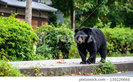 一頭野生棕熊出現在住宅區 130226668