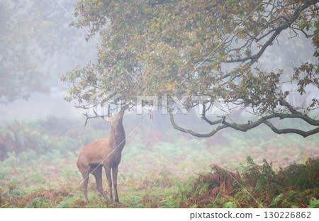 Majestic red deer stag with large antlers eating oak tree leaves in a misty autumn forest 130226862