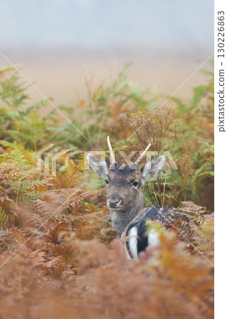 Portrait of a young fallow deer stag standing in bracken in a misty autumn meadow 130226863