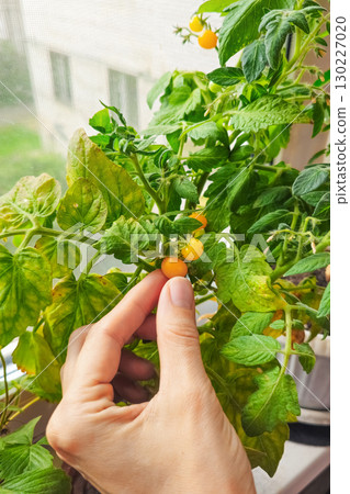 Woman hand harvesting dwarf yellow tomato cherry 130227020
