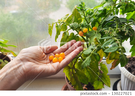 woman hand harvesting dwarf yellow tomato cherry woman hand harvesting dwarf yellow tomato cherry 130227021