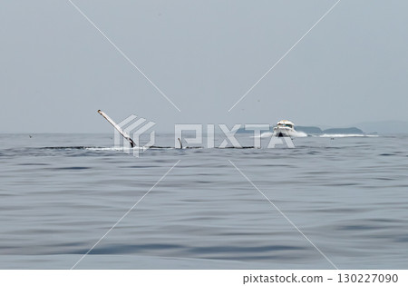 Humpback Whale, Megaptera novaeangliae, flipper flapping in Donegal Bay, Ireland 130227090