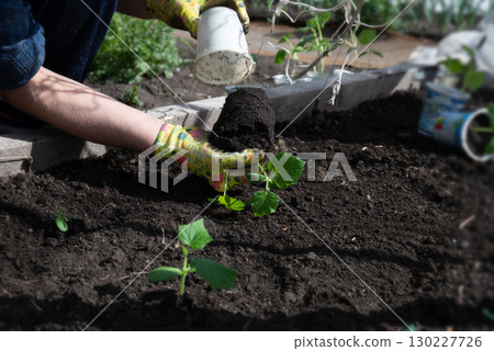 Female hands in gardening gloves hold cucumber seedlings before planting in the soil, space for text Female hands in gardening gloves hold cucumber seedlings before planting in the soil, space for text 130227726