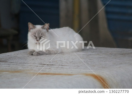 瀨戶內島貓 瀨戶內島貓 130227770