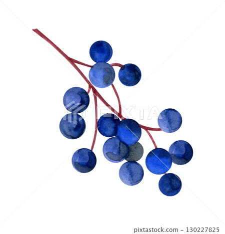 Bunch of wild grapes. Hand pained watercolor of berries. Good for postcards, recipes, menu, invitations, greeting cards Bunch of wild grapes. Hand pained watercolor of berries. Good for postcards, recipes, menu, invitations, greeting cards 130227825