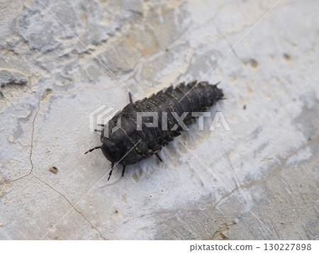 Oohilatida Oohilatida 130227898