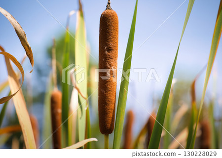 濕地中野生的棕色香蒲穗 130228029