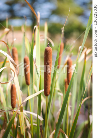 濕地中野生的棕色香蒲穗 130228030