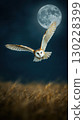 Barn owl flying over wheat field under full moon 130228399