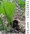 Rice bran 130228451