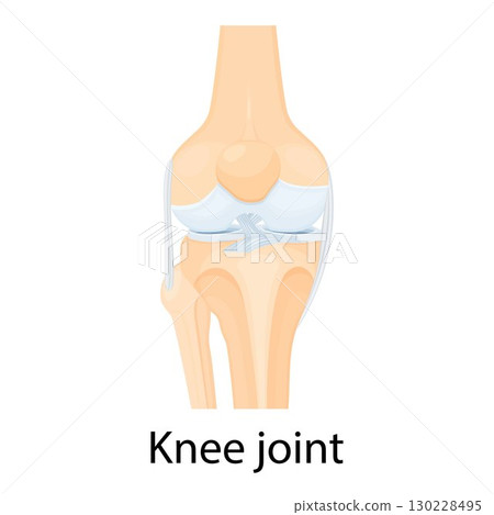 Knee joint isolated vector illustration, flat design. Ligaments of the knee. Anterior and Posterior cruciate ligaments, Patellar and Quadriceps, tendons, Medial and Lateral collateral ligaments. 130228495