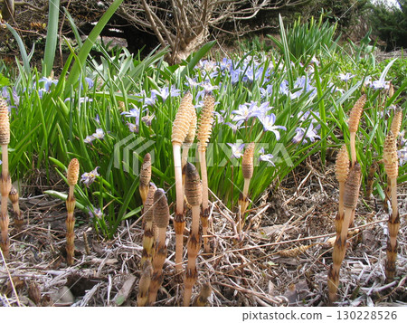 A group of scarves 130228526