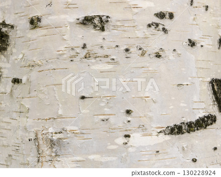 The birch bark texture or background. Macro shot is made by means of stacking technology trunk. Texture made of birch tree bark. Beautiful birch trunk background. Conceptual image. Peaceful nature. 130228924
