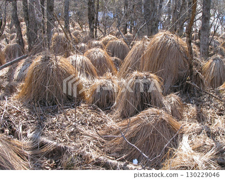 谷內和尚 130229046