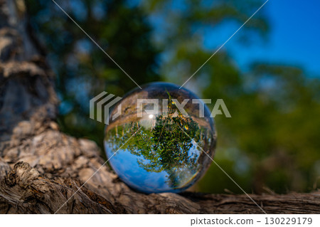 Trees reflected in a crystal ball Trees reflected in a crystal ball 130229179