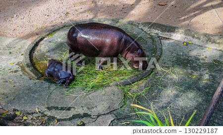 Moo Deng cute baby hippo always Sleeping 130229187