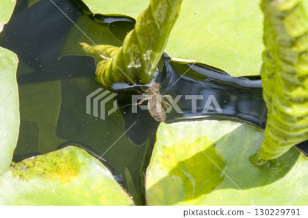 蜻蜓幼蟲 130229791