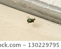 Spider taking food 130229795