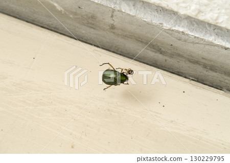 Spider taking food Spider taking food 130229795