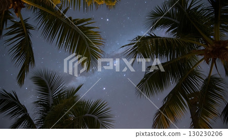 Palm trees silhouetted against a starry night sky with soft clouds 130230206