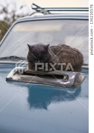 Fluffy black cat resting on vintage blue car hood in outdoor setting near nature 130230576